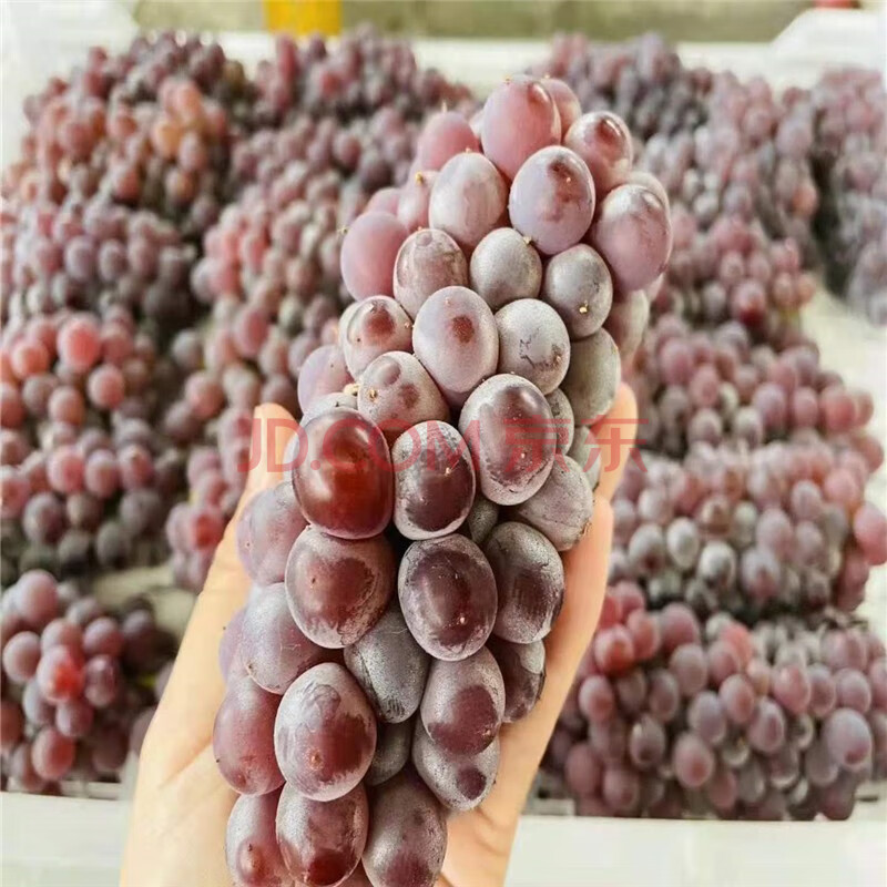 吉娃娃葡萄 新鲜迷你小葡萄 当季孕妇水果无籽葡萄金娃娃 1500g【图片