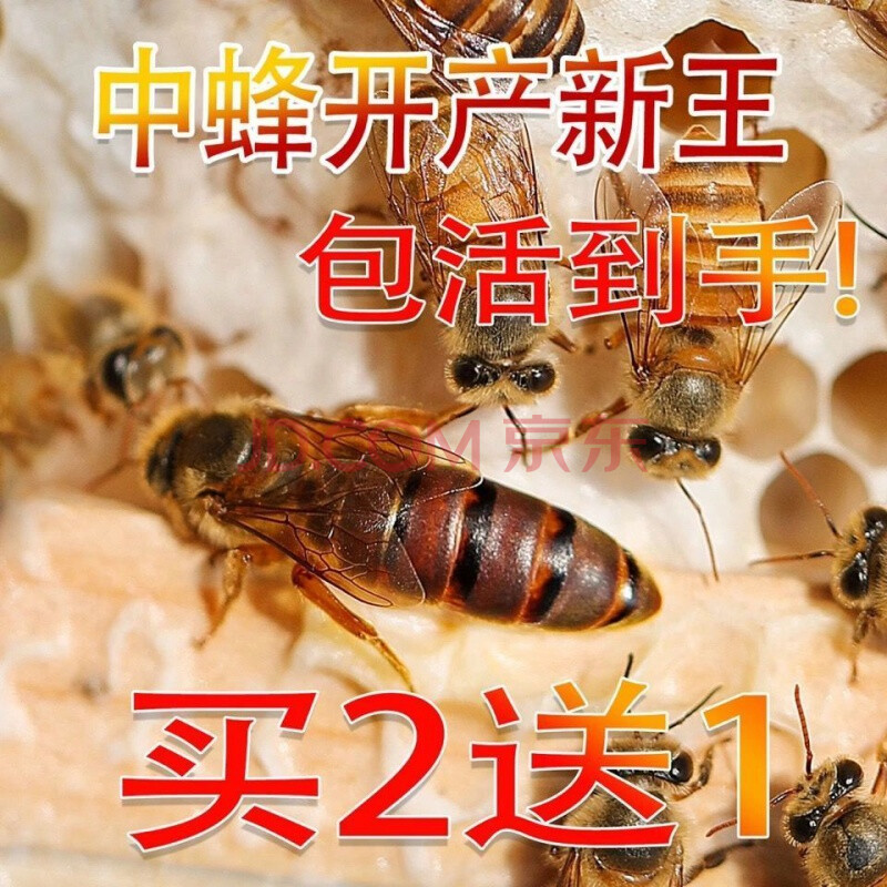 蜜蜂中蜂蜂王 开产王高产种王蜜蜂蜂王双色杂交王活体产卵王 贵州中蜂