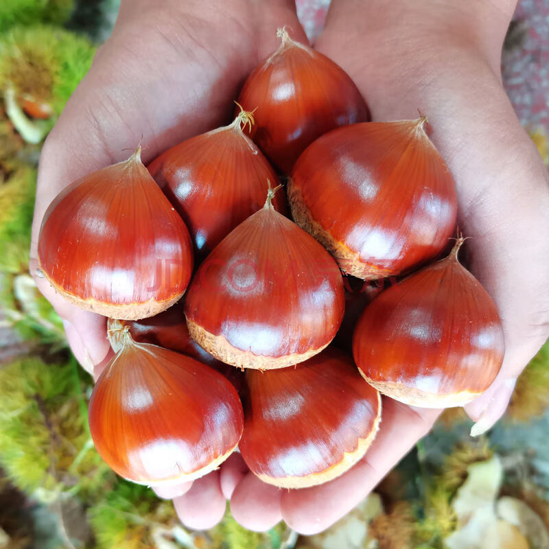 新板栗生新鲜5斤栗子锥栗仁带壳油栗当季现摘3斤 3斤装(大果装)12-15g