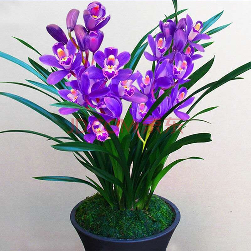 兰花【金玉满堂】浓香大花朵盆栽室内花卉建兰绿植兰草 紫色妖姬2苗