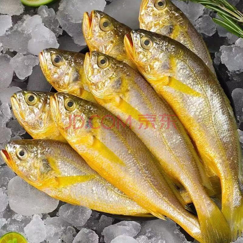 黃花魚新鮮冷凍純黃魚舟山小黃魚海鮮水產鮮活魚整箱 6斤特大號整箱