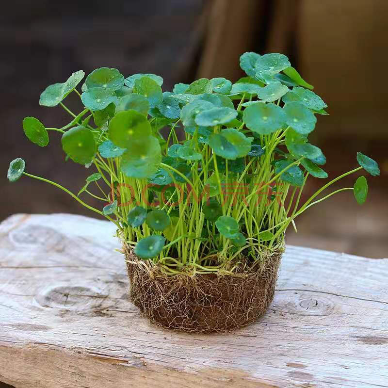 水培植物銅錢草金錢草帶葉子室內水養花卉綠植盆栽辦公四季好養活