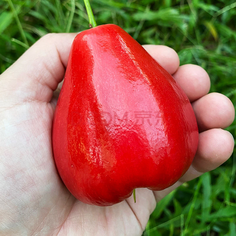 三亚黑珍珠莲雾新鲜水果当季莲雾果5斤海南热带特产1