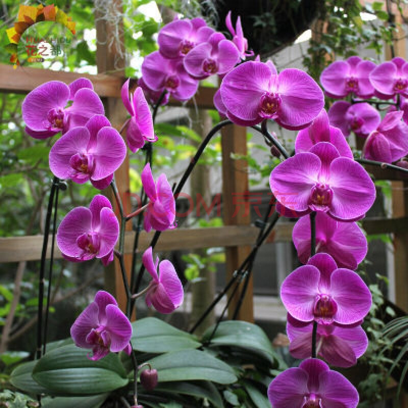 带花剑花苗盆栽带花苞大苗兰花苗客厅花卉植物室内花好养活 19.