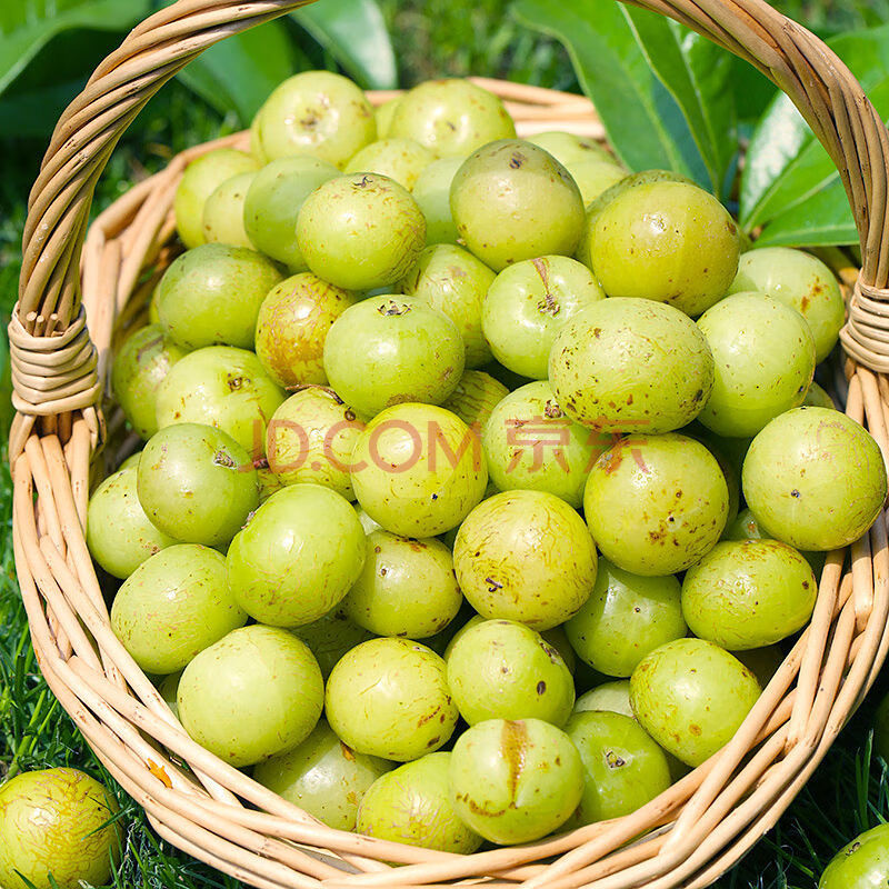 潮汕甜油柑果新鲜当季水果顺丰 【2斤装】新品种 口感升级