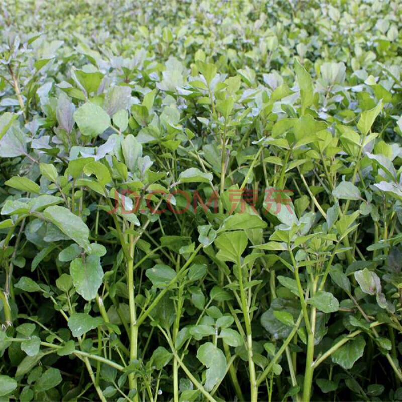 新鲜西洋菜3斤 豆瓣菜 现货速发煲汤 1500g