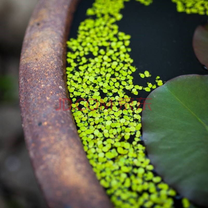 魚池淨化水植物養魚草水草四季淡水魚缸水生植物水草漂浮小浮萍 芝麻