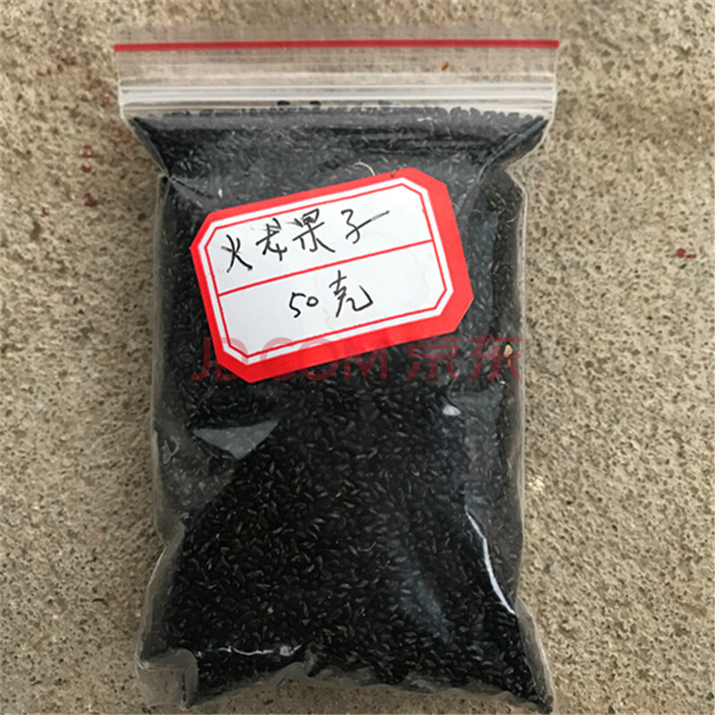 麥桑荷小森林 火龍果種子 籽防輻射微景觀組盆小盆栽美觀可愛 多肉