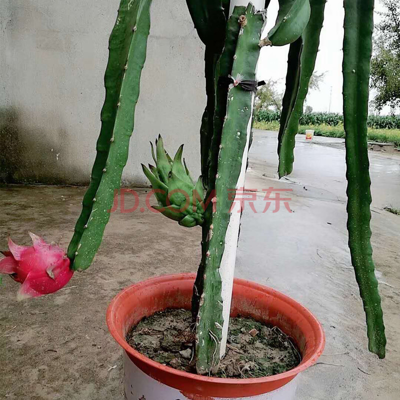 火龙果百香果苗阳台盆栽地栽种植支架子棚架扶植支撑架 高度66cm
