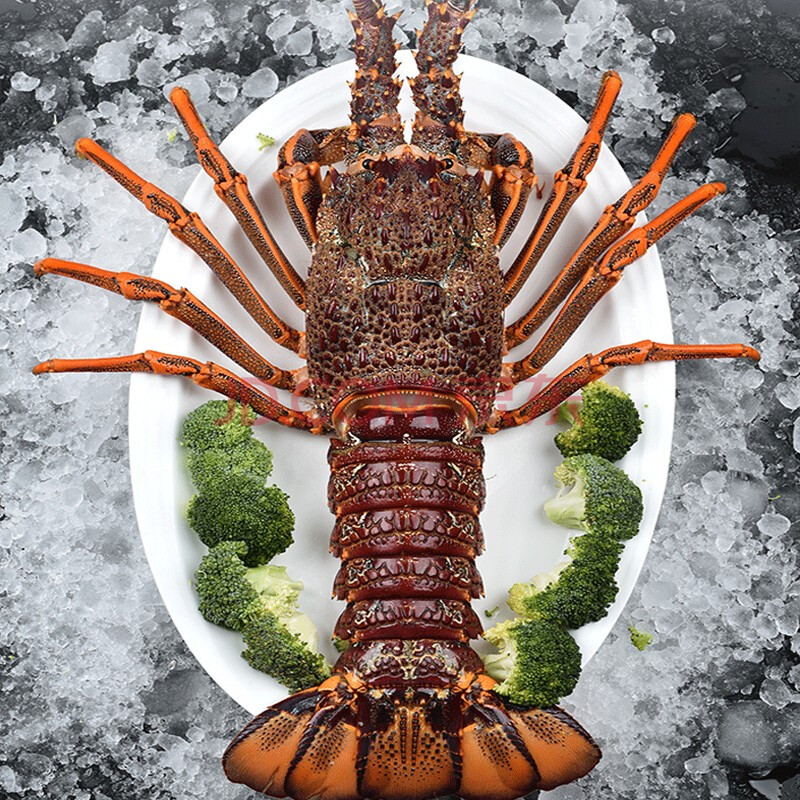 【活鲜】三蟹岛 超大龙虾 澳龙 红龙虾 4-10斤 澳洲龙虾特大新鲜新鲜