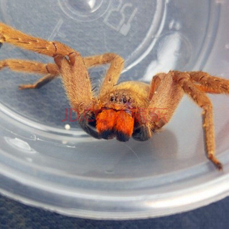 豆乐奇宠物蜘蛛新手入门黑腹狼蛛活门蛛苔藓狂放白额屏东猎人巨蟹蛛
