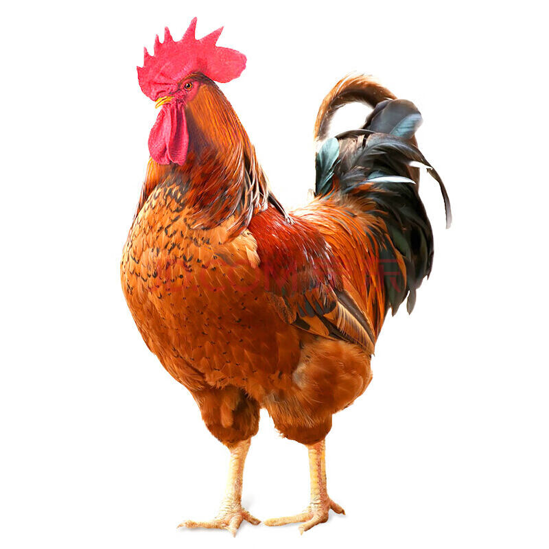【顺丰速运】大公鸡现杀3-5斤正宗农村散养土老公鸡杂粮喂养 香妮曼特
