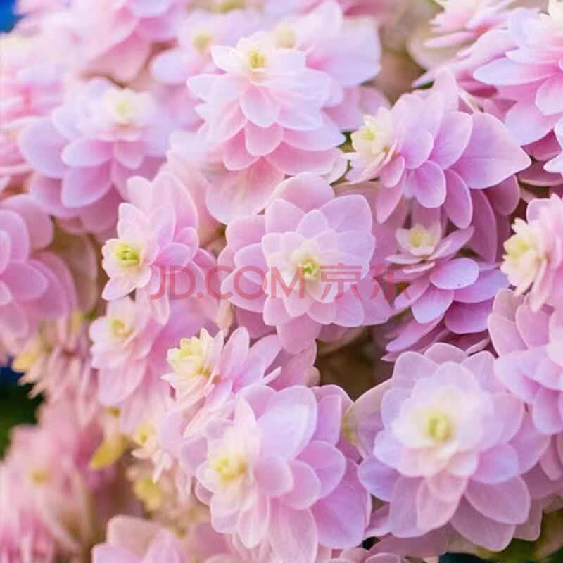 绣球花苗盆栽花卉观花植物庭院阳台花卉室内花四季开花 你我的惊喜 一