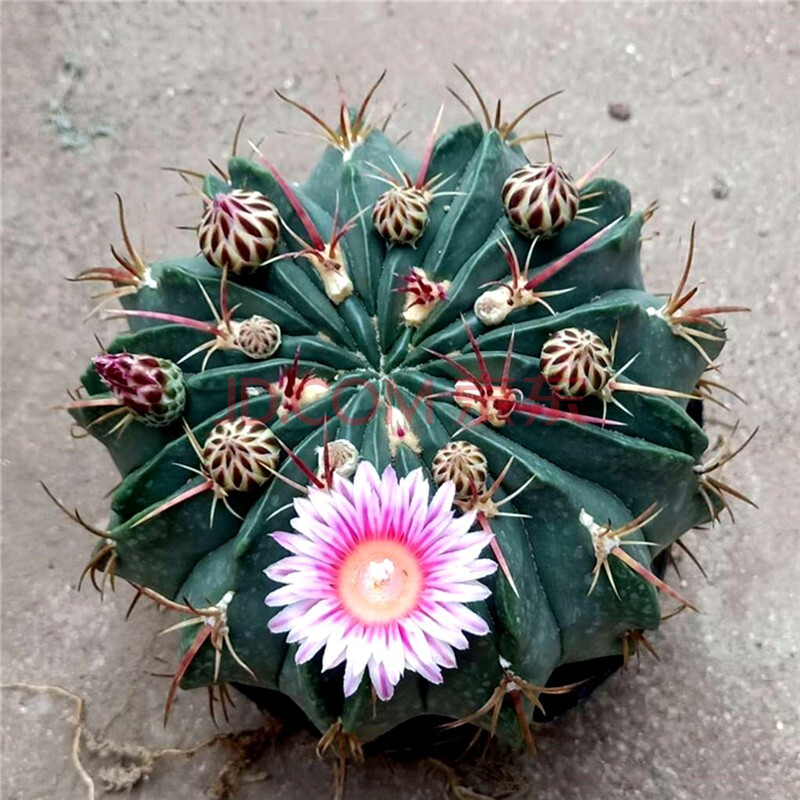 花络阁 大赤城6年 仙人球易养爱开花美观迷人绿色植物 赤城12公分左右