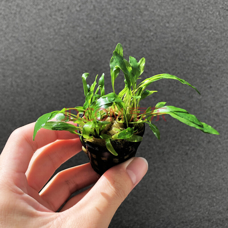 鱼缸水草活体迷你爬地矮珍珠牛毛毡泰国青椒草水草缸前景草活体 小