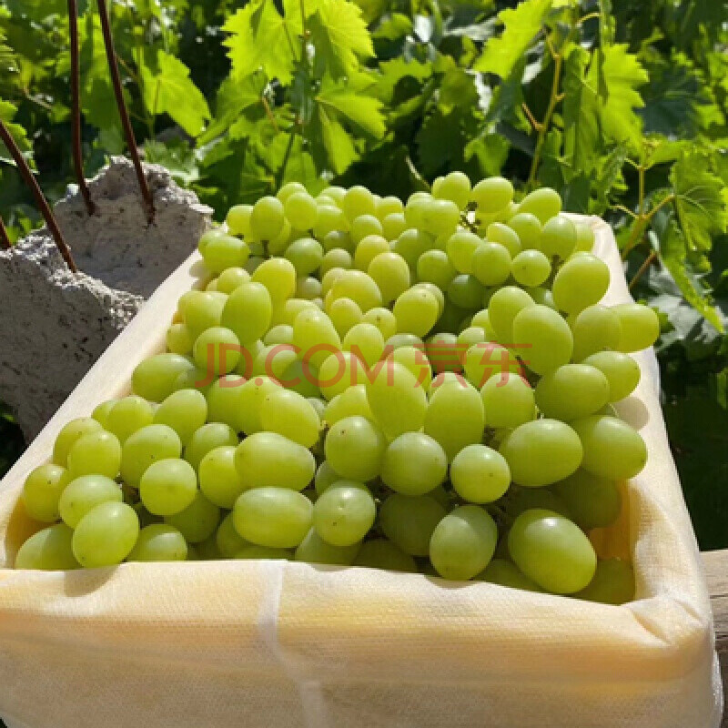新疆马奶提葡萄 新鲜吐鲁番无核白葡萄无籽 3斤优选装