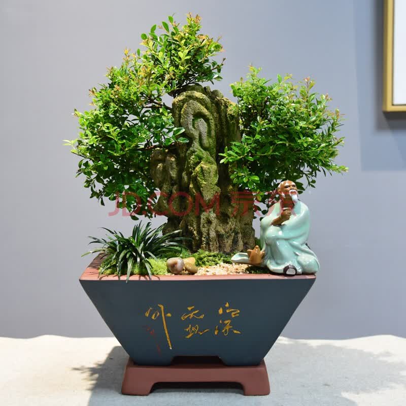 自然空间 zrkonjn 小叶赤楠盆景老桩植物吸水附石造型绿植室内中式四
