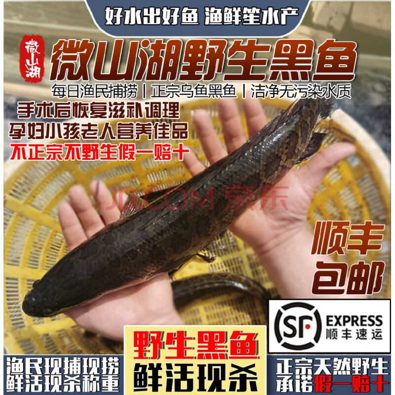 不正宗假一賠十 微山湖野生黑魚鮮活現殺新鮮烏魚烏鱧發財魚新鮮燉湯