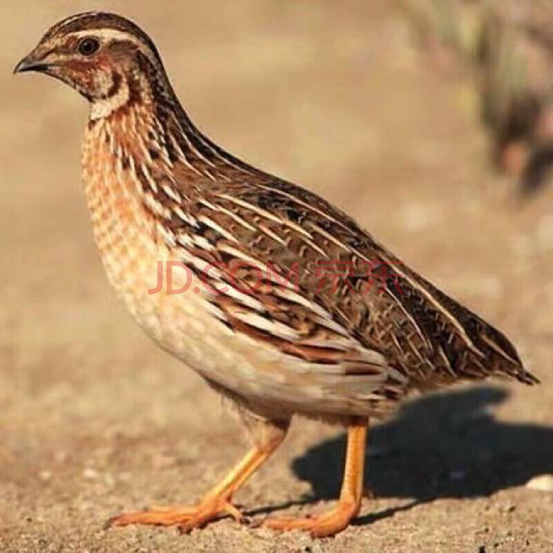 鹌鹑活的活体青年活物下蛋的鹌鹑鸡宠物散养产蛋公母手养活鸟手玩 35