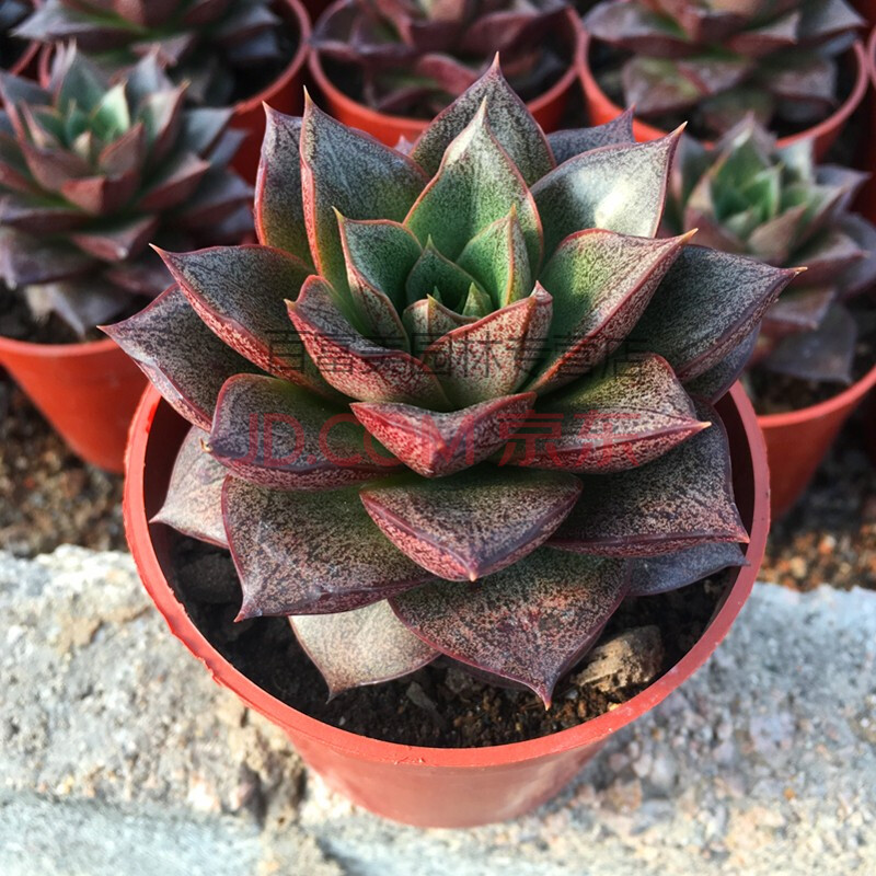 金钱木老桩 多头群生办公室室内肉肉绿植花卉组合盆栽sn8766 大和锦