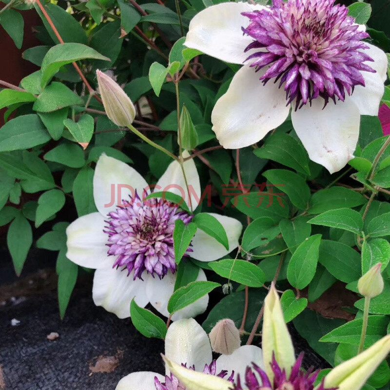 鐵線蓮花苗重瓣大花爬藤陽臺盆栽花卉庭院藤本植物好養豐花包對版