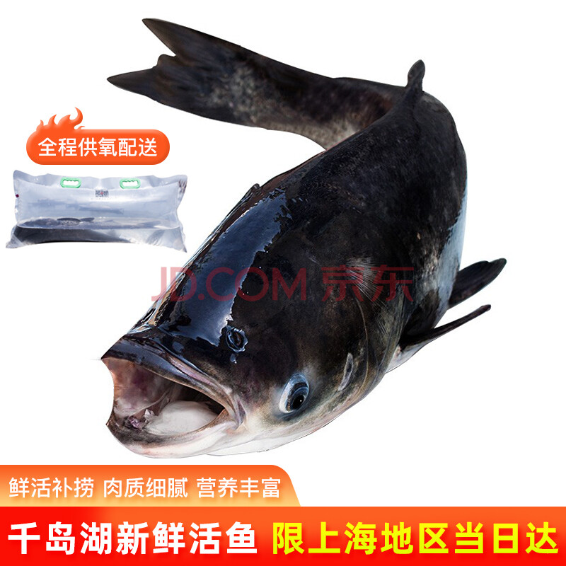 【鮮活當日達】千島魚先生 國產千島湖胖頭魚鮮活鱅魚 整條 活魚到家