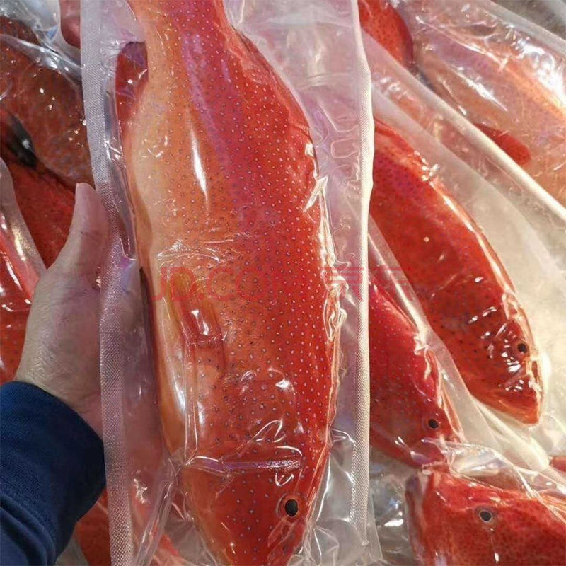 深海东星斑鲜活速冻红石斑鱼澳东刺身级没小刺肉嫩辅食 600g-700g/条