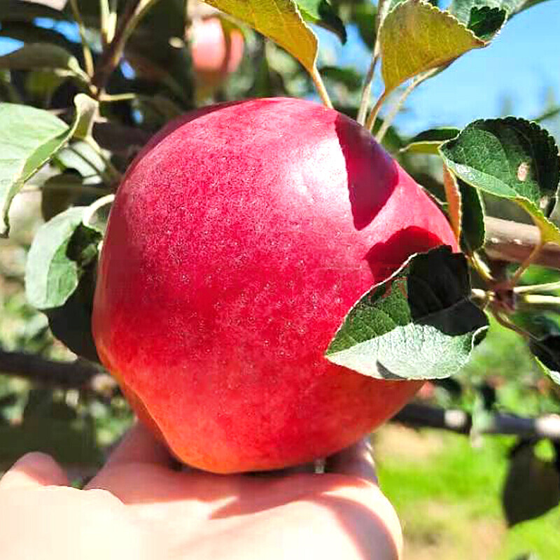 顺丰 新鲜华硕苹果水果9斤脆甜一级大果当季正宗冰糖心红富士 3斤