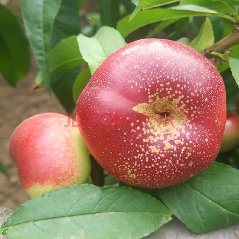 新疆纽扣蟠桃新鲜水果扁桃金钱小油蟠桃孕妇桃子现摘油蟠桃纯甜5斤