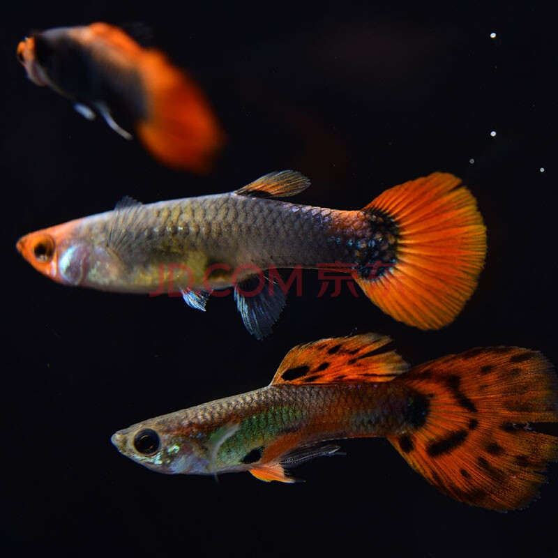 鱼多趣 孔雀鱼活体 小型热带观赏鱼淡水鱼 水族活体 杂袍孔雀鱼 12条