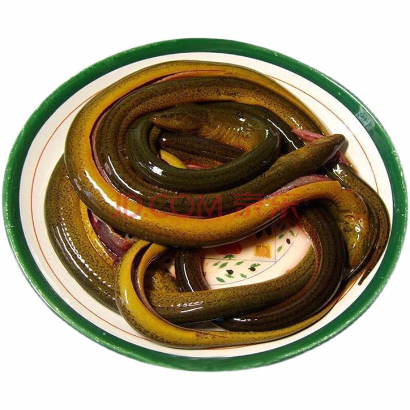 正宗黄鳝鱼鲜活黄鳝现杀滋补黄鳝鳝鱼长鱼黄鳝 中号黄鳝一斤4-6条现杀