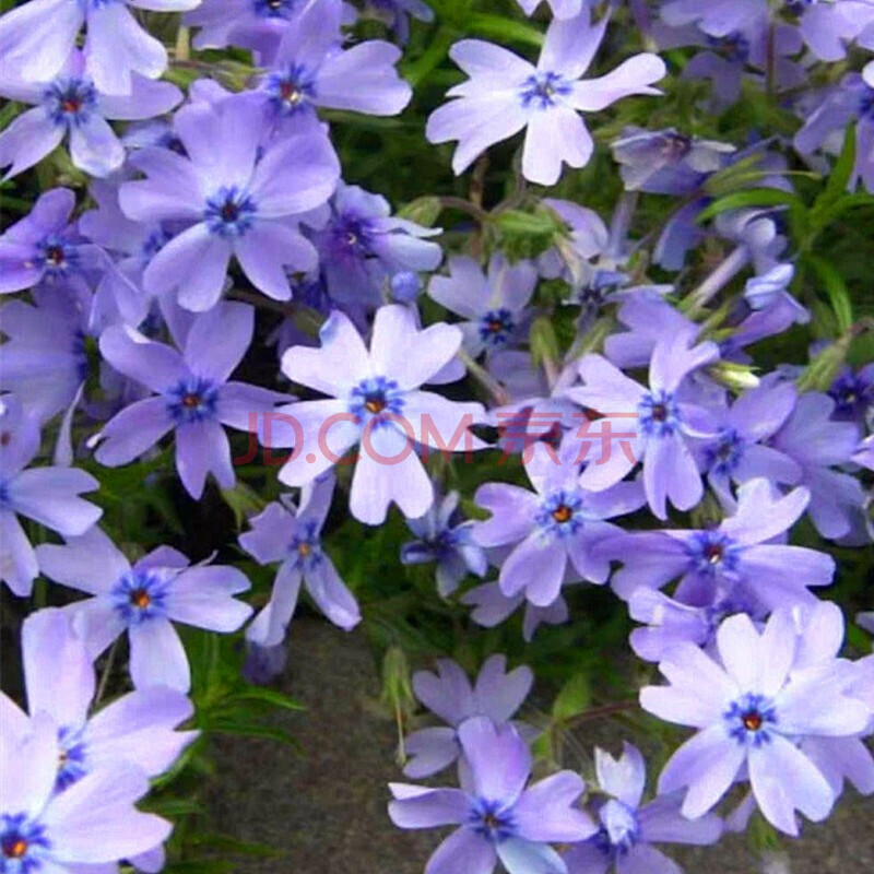 芝樱小苗杯苗丛生福禄考盆栽苗针叶天蓝绣球花苗花海打造地被苗 100株