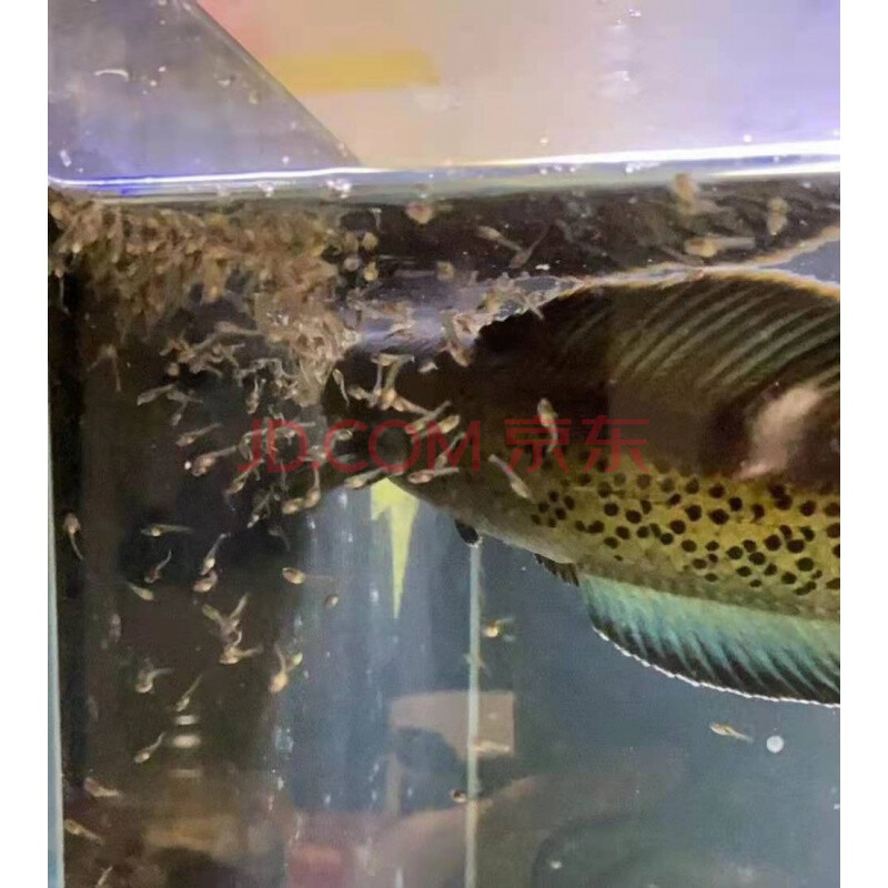 搭啵兔阿萨姆雷龙鱼蓝宝石奶茶七彩雷龙巴卡幼苗子冷水观赏鱼活体中