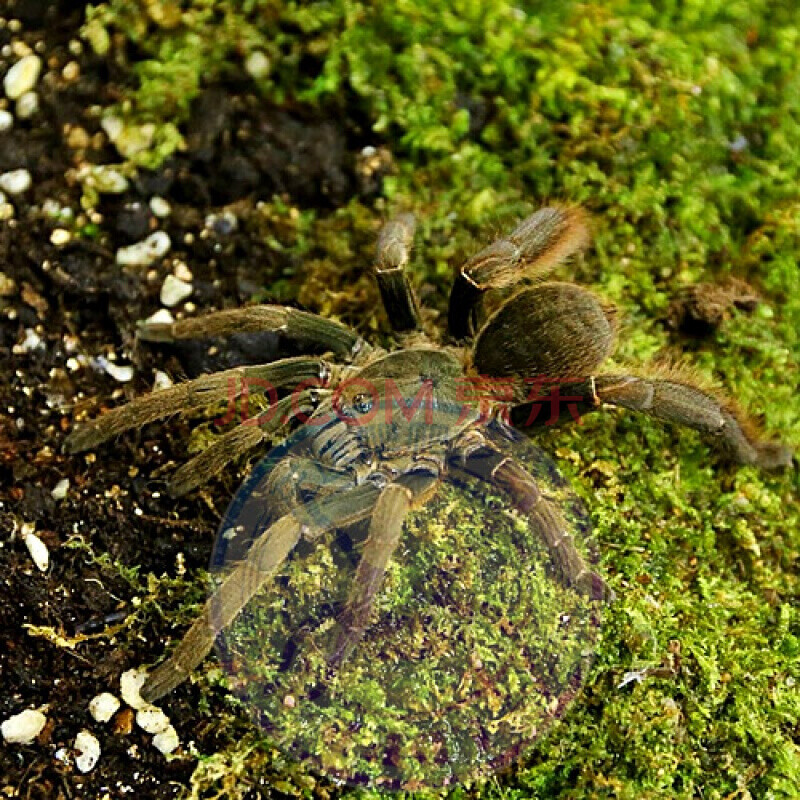 智利火玫瑰/红玫瑰巴西所罗门宠物蜘蛛海格力斯橙巴布巨人金直间 米