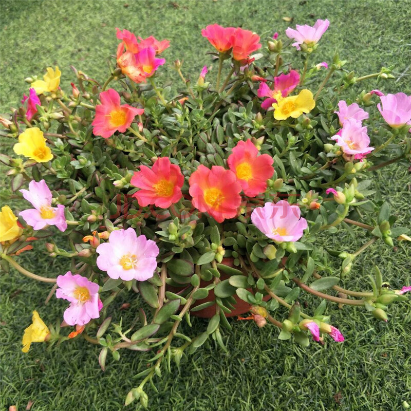 阳台庭院耐晒太阳花盆栽松叶牡丹马齿苋见太阳就开花单瓣重瓣z 太阳花