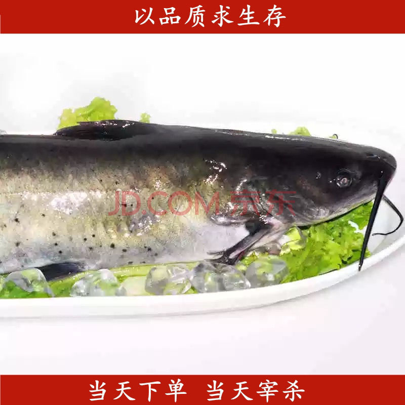 山泉清水原江團魚鮰魚鉗尾鮰肥沱梭邊魚燒烤火鍋酸菜魚 騰旺納躍 順風