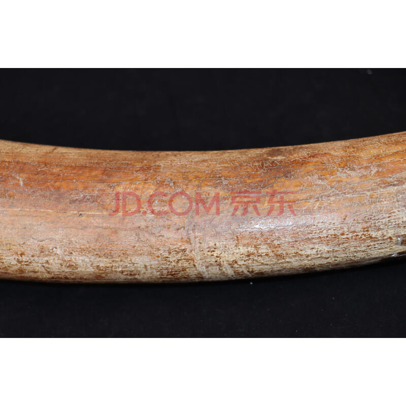 28-36：  猛犸象牙原牙，弧长83cm，净重约3.3kg