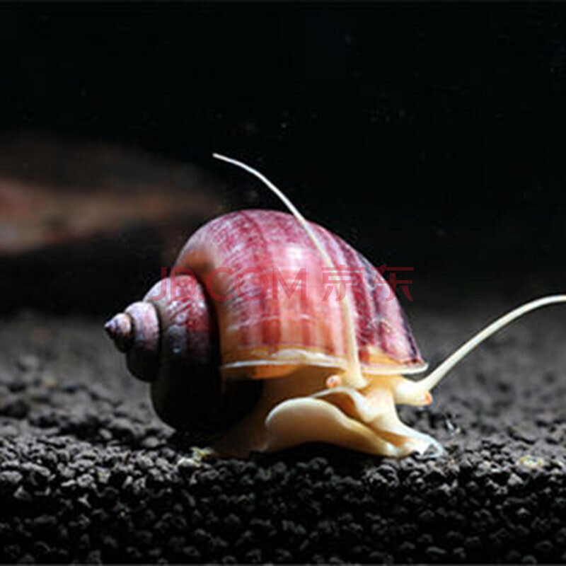 贝冠奇 观赏螺苹果神秘黄金斑马洋葱紫纹活体螺黑金刚