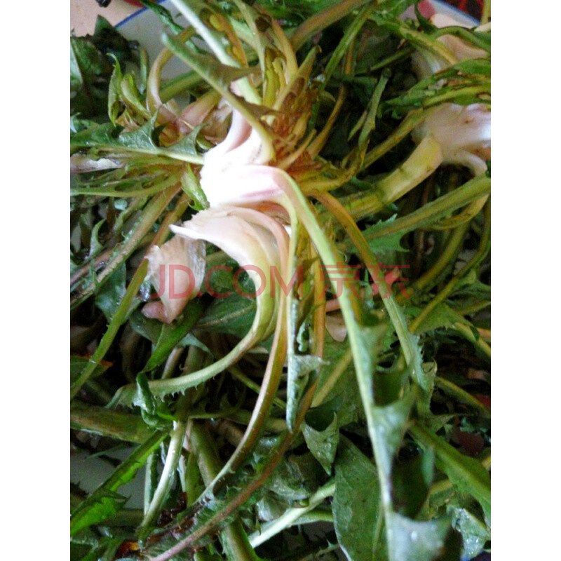 现挖新鲜蒲公英整株带根现挖纯野菜婆婆丁 4斤