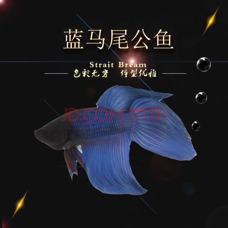 鬥魚活魚精品半月活體寵物魚淡水好養稀有金魚小型熱帶觀賞魚 藍色