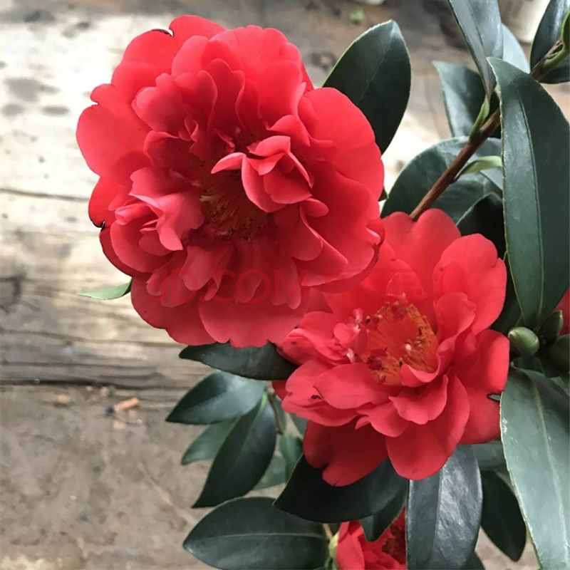 四季茶花苗盆栽带花苞发货夏梦小璇棕榈夏梦衍平夏日系列七心盆栽