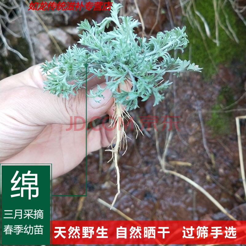 偉博【天然野生】2020年茵陳茶中藥材白蒿茵陳草綿茵陳蒿湯新鮮棉500g