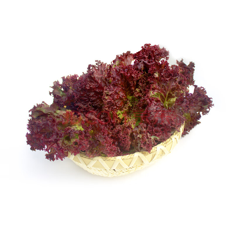 罗莎红新鲜蔬菜健康紫叶红叶生菜罗沙红西餐生菜沙拉食材 1250g