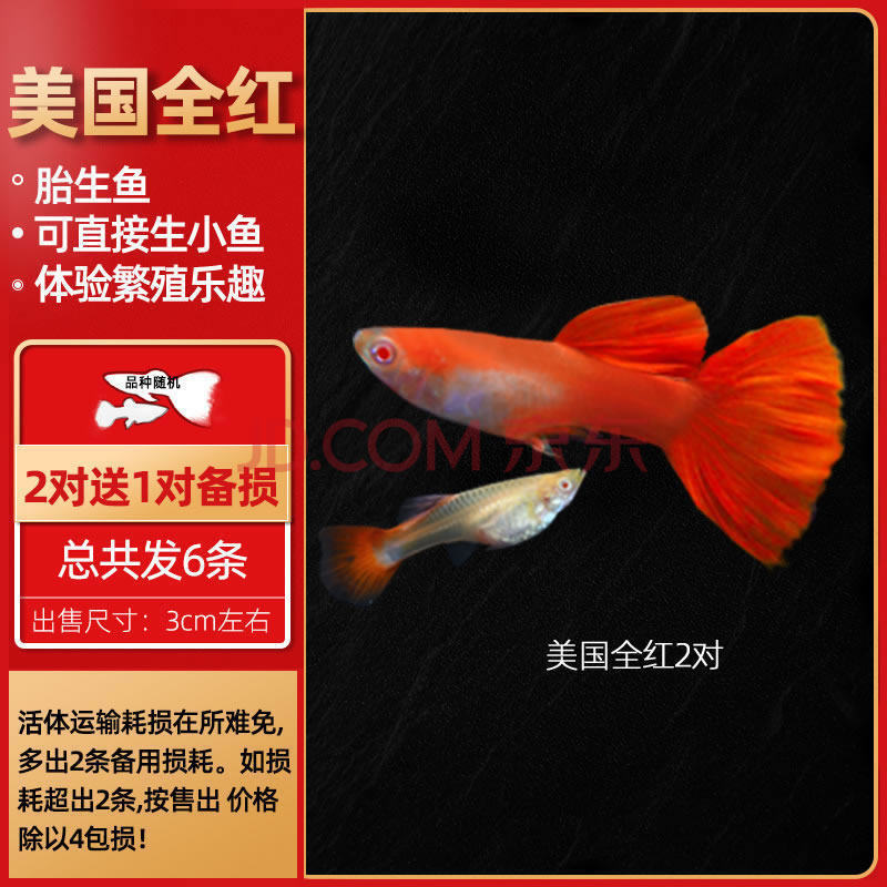 活体宠物 云峰海瑞 听白阁 鱼官儿 青青自然 华狄(pethuadi sqianpet