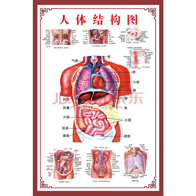 人体肌肉解剖图挂图人体内脏结构图全身器官分布穴位图