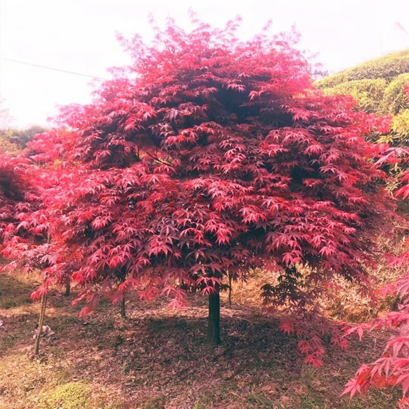 改良耐寒型紅楓樹苗日本紅舞姬樹苗三季紅楓庭院風景樹中國紅楓樹 三