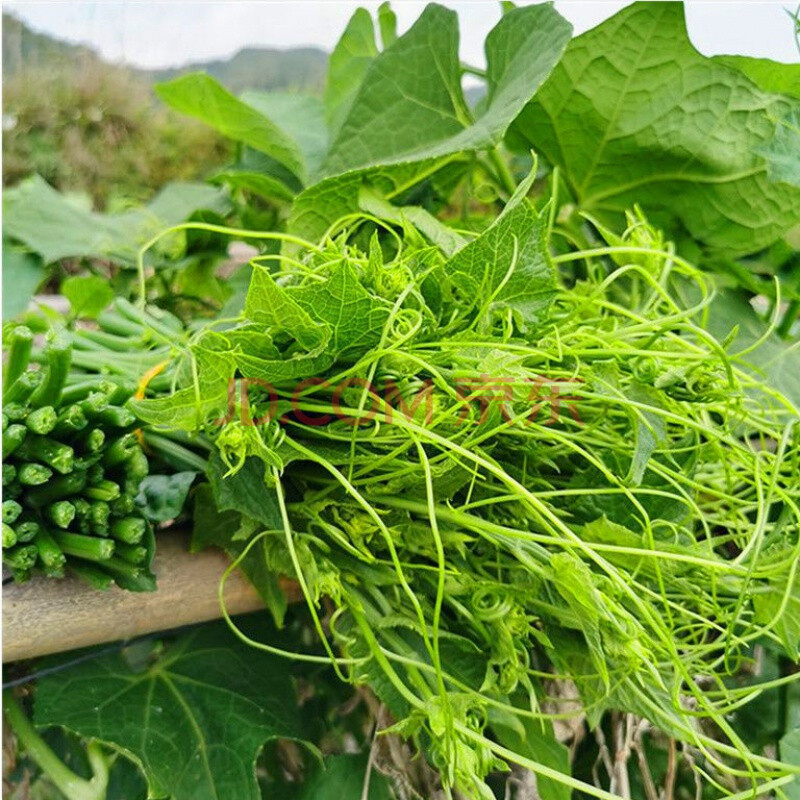 [顺丰]贵州特产新鲜龙须菜佛手瓜尖 洋瓜尖农家食用瓜尖蔬菜 顺丰精品
