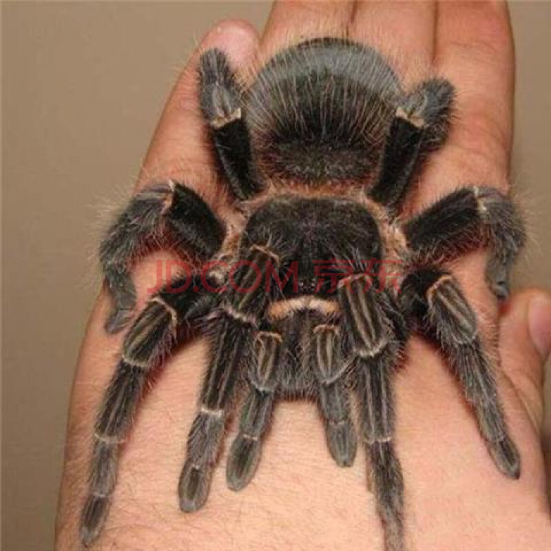 新网红新手入门品种巴西所罗门1-22厘米大体型爬虫蜘蛛宠物活体箱 1