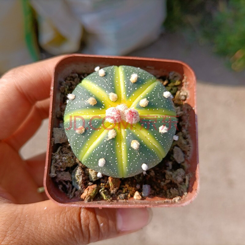 星兜西瓜球仙人球多肉植物盆栽肉肉新手植物办公室创意花卉绿植 星兜