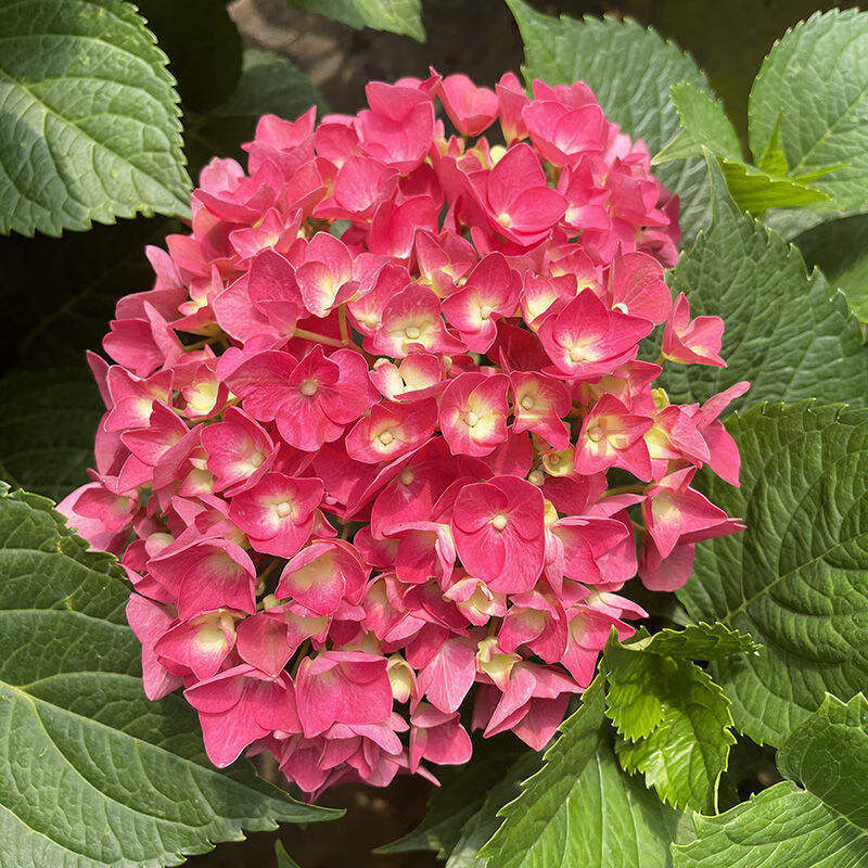 绣球花盆栽阳台庭院四季开花多年生耐热耐寒好养花卉植物 红宝石【180